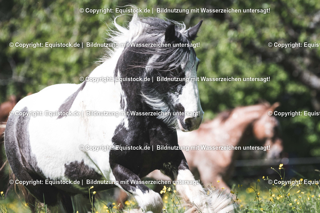 TS_20170517_Tinker_Koppel_0001 | Foto: Thomas Hartig