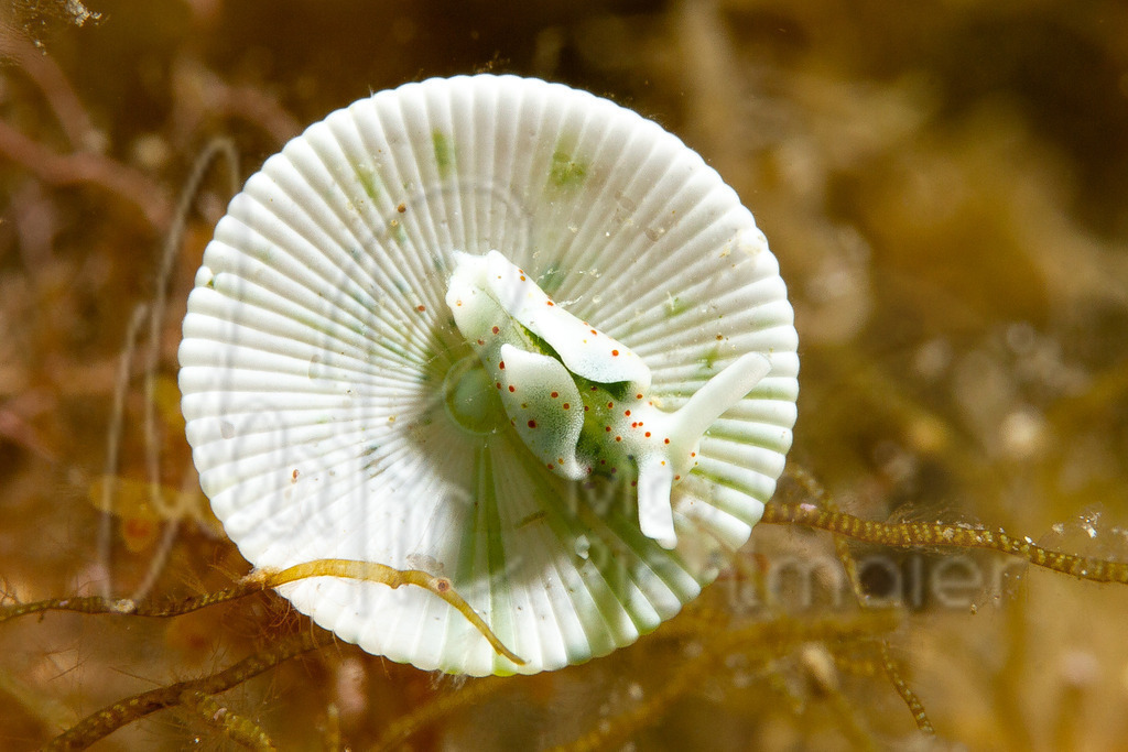 Elysia timida | marpic - Realisiert mit Pictrs.com