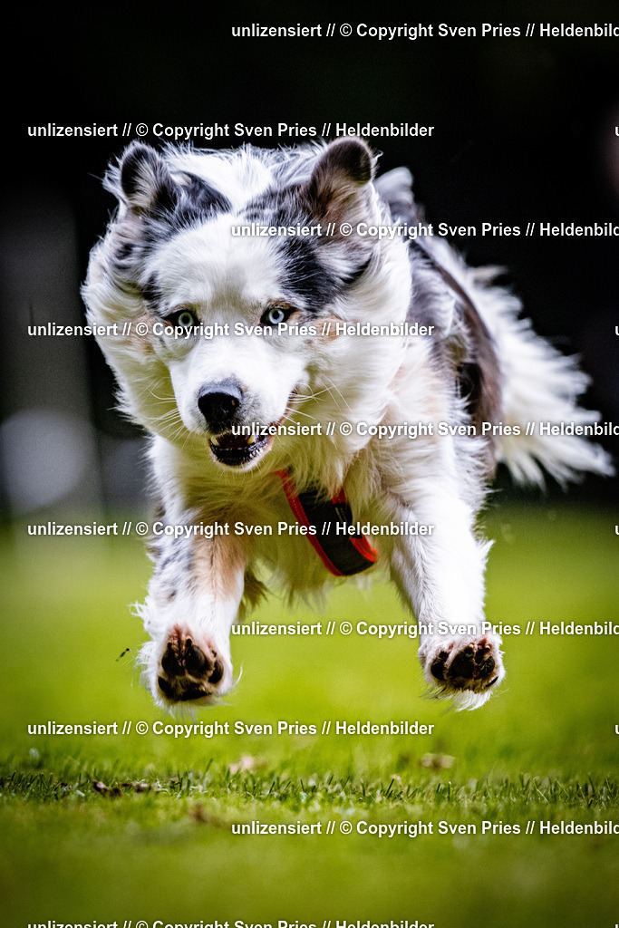 Sven Pries | 2025-10-03 - Hunderennen Obergrombach - Realisiert mit Pictrs.com