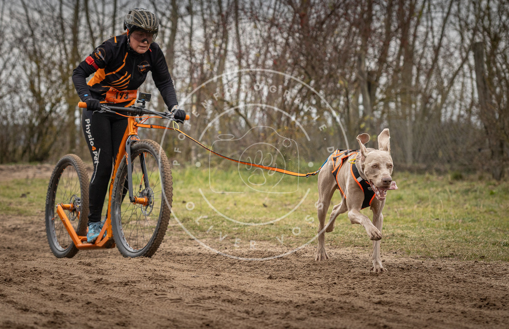 Pfotenfotografie_DV3A9967 | Hundefotografie, Tierfotograf, Pfotenfotografie, Fotoshooting Hund, Hunde Portrait, Hundesport, Hundeportraits, Heideshooting, Hunde, Sportfotograf, Hundefotograf, Turnierhundsport, THS,  - Realisiert mit Pictrs.com
