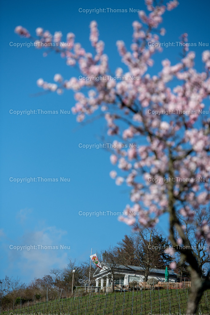 mandelbluete-kirchberg-bensheim-kirchberghaeuschen-Bensheim-Fruehling-bergstrasse-Fotografie-thomas-neu.jpg-7 | Der Kirchberg in Bensheim, Hausberg der Stadt ist das Kirchberghäuschen ein beliebtes Ausflugsziel, im Frühling blühen am Kirchberg die Mandelbäume, ,Bild: Thomas Neu