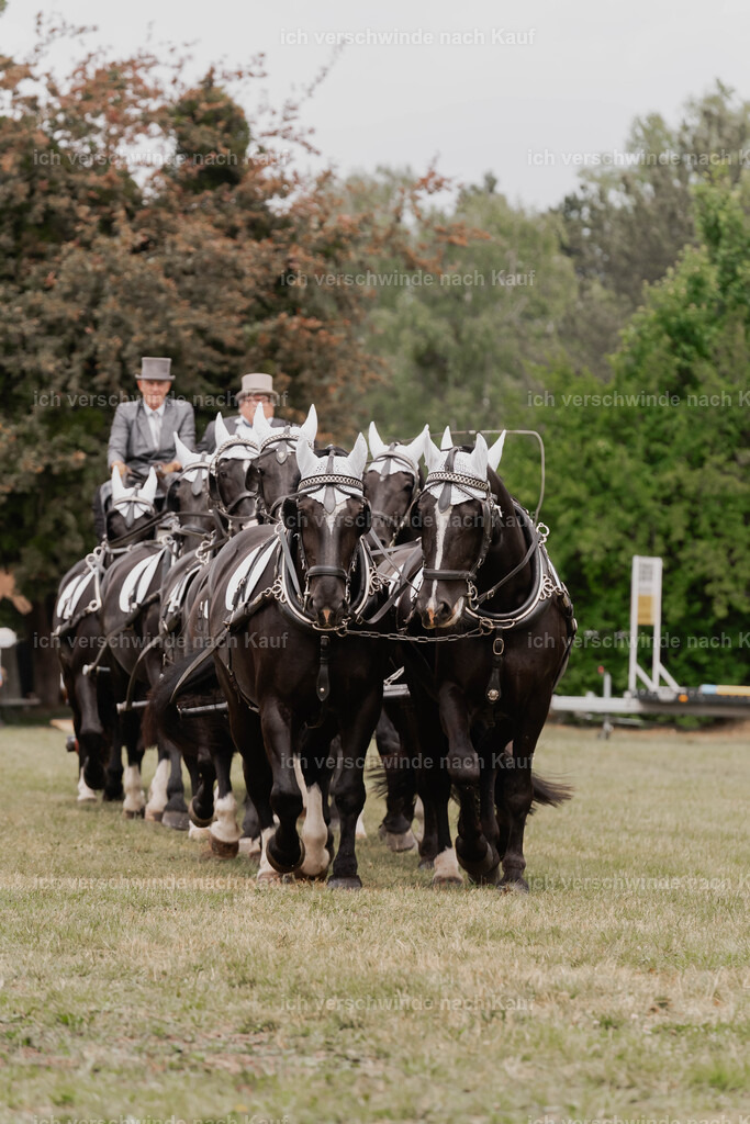 Showprogramm-146 | working equitationturnier fotograf videograf stoibphotography marixx film working equitation deutschland reitsport turnierfotografie eventfotografie equestrian events