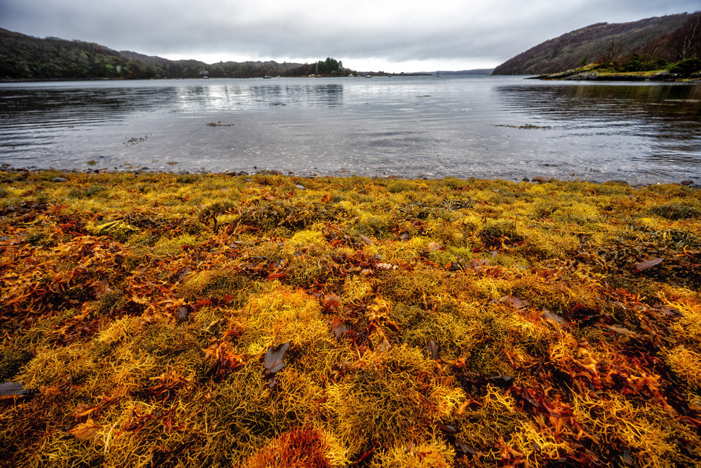 Loch Shieldaig | Eine Nahaufnahme des Ufers am Loch Shieldaig bei Gairloch. Der gesamte Vordergrund ist von dichtem, goldgelbem und bräunlichem Seetang bedeckt, der auf dem feuchten Boden liegt. Dahinter breitet sich das ruhige, silbergraue Wasser des Meeresarms aus. Am gegenüberliegenden Ufer ziehen sich bewaldete, dunkle Hügelketten entlang. Der Himmel ist vollständig von einer schweren, grauen Wolkendecke bedeckt, was der Szenerie eine melancholische, herbstliche Stimmung verleiht. In der Ferne, nahe der Mitte des Lochs, sind winzige Silhouetten von Segelbooten erkennbar. - Realisiert mit Pictrs.com