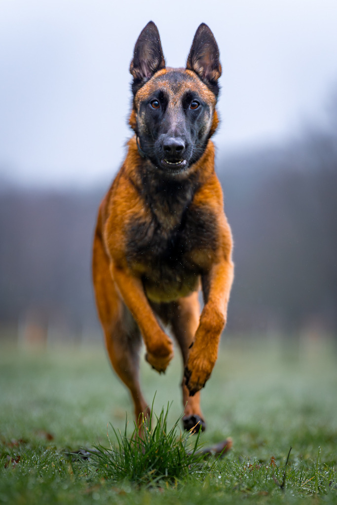 allesWIRTHgut Tierfotografie - 7IV05818-Verbessert-RR | Professionelle Tierfotografie in Mönchengladbach von Daniel Wirth (allesWIRTHgut). Liebevolle & natürliche Bilder von Hunden & Katzen für unvergessliche Erinnerungen.