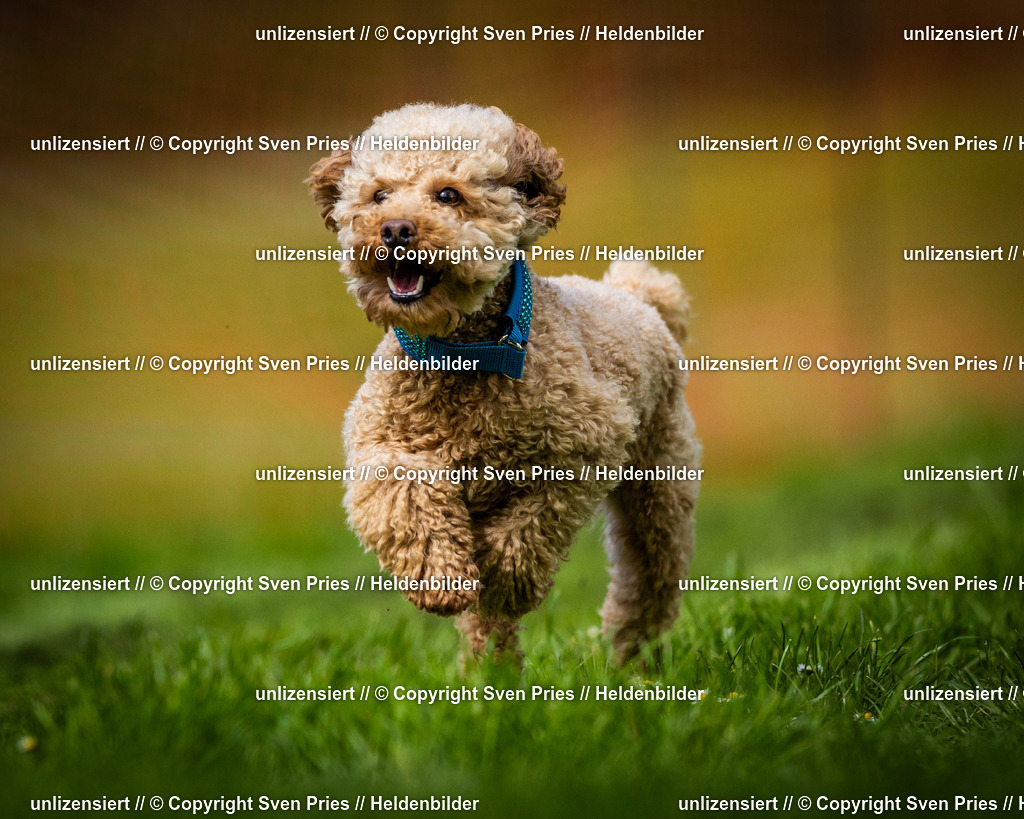 Sven Pries | 2025-04-13 - Hunderennen Baden-Baden - Realisiert mit Pictrs.com