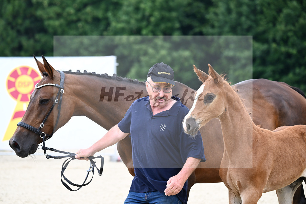 Kat-Nr. 13 Esmeraldo x Question d Honneur B_SF_Mayer_14250023 | hf-fotografie - Realisiert mit Pictrs.com