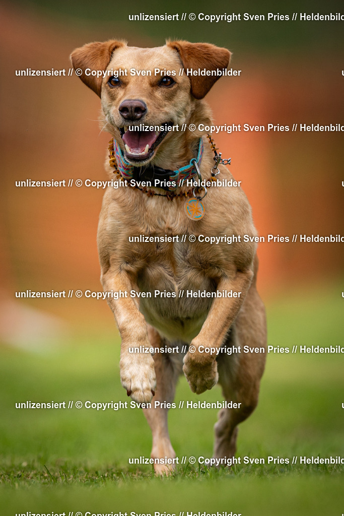 Sven Pries | 2024-09-22 - Hunderennen Baden-BadenPudelverein - Realisiert mit Pictrs.com