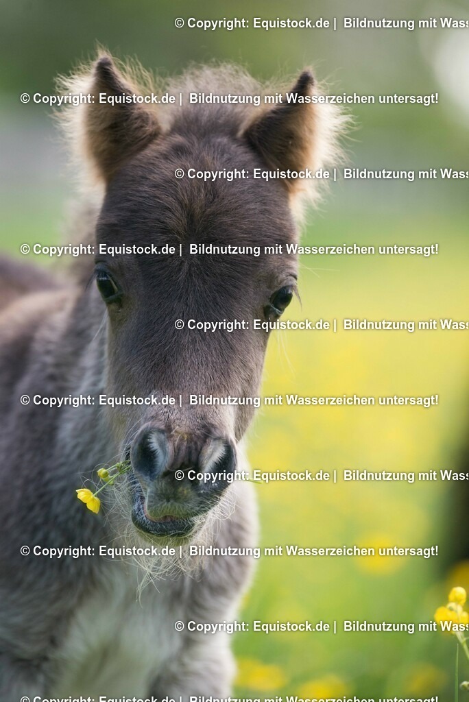 20150507_Fohlen_0014 | equistock