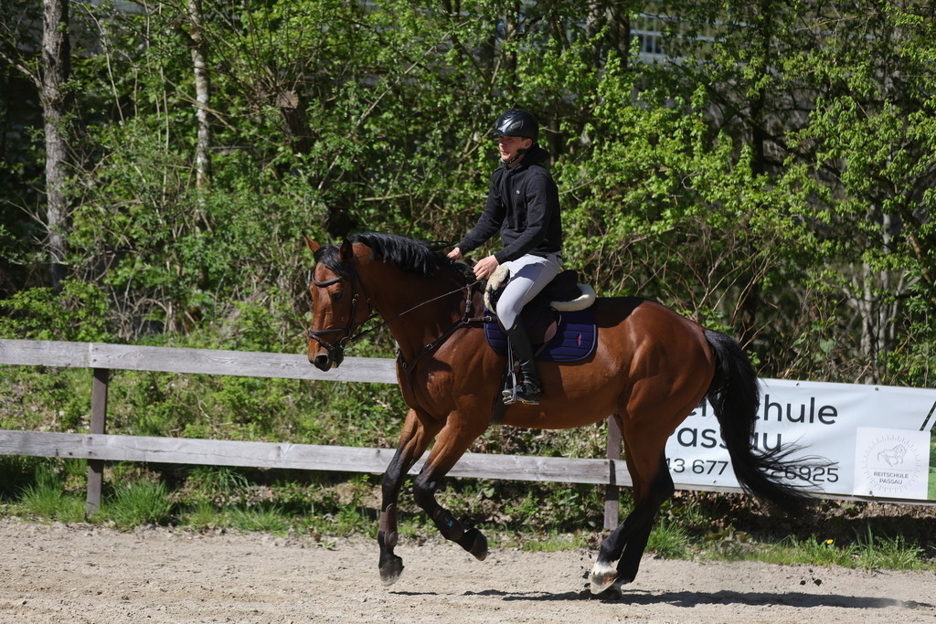 0P6A8107 | Willkommen bei Brunnmayr - Design & Fotografie – Ihrem Spezialisten für Reitturniere und Pferdeveranstaltungen in Oberösterreich, Salzburg und Bayern! Seit über 17 Jahren sind wir leidenschaftlich dabei.