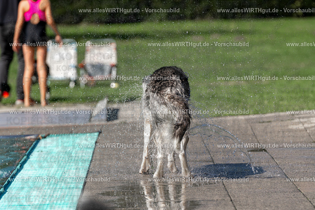 Hundeschwimmen_Volksbad_2026-allesWIRTHgut_Tierfotografie-2609061246-FAY06559 | Professionelle Tierfotografie in Mönchengladbach von Daniel Wirth (allesWIRTHgut). Liebevolle & natürliche Bilder von Hunden & Katzen für unvergessliche Erinnerungen.