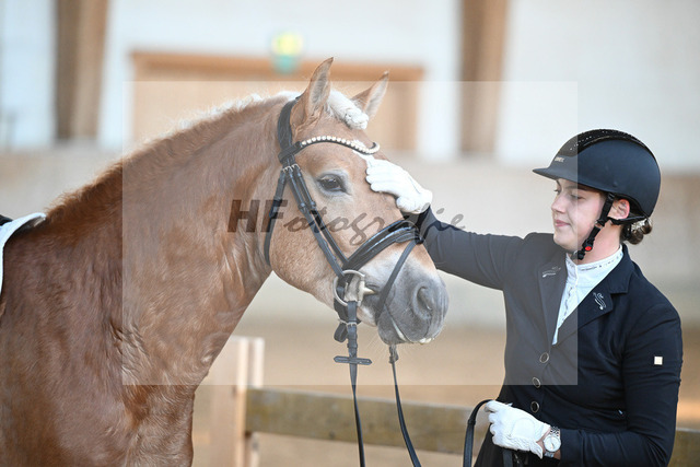 Kat-Nr. 8 Simba L v. Sonnenkoenig-Gold_Kappelsberger_43250333 | hf-fotografie - Realized with Pictrs.com