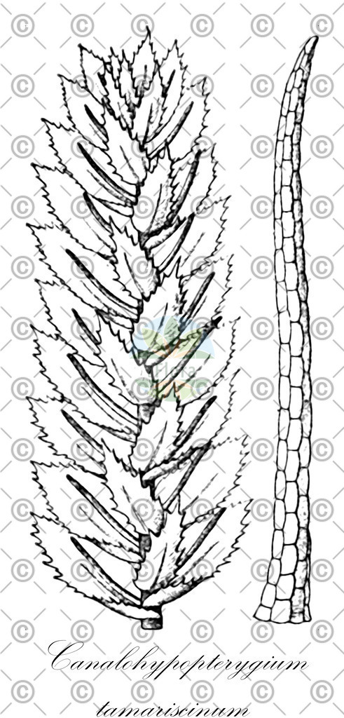 HistAbb_wfo-0000583386_1_ENZY_Simple | Historische Abbildung von Canalohypopterygium tamariscinum - Hypopterygiaceae | Historical Illustration of Canalohypopterygium tamariscinum - Hypopterygiaceae
