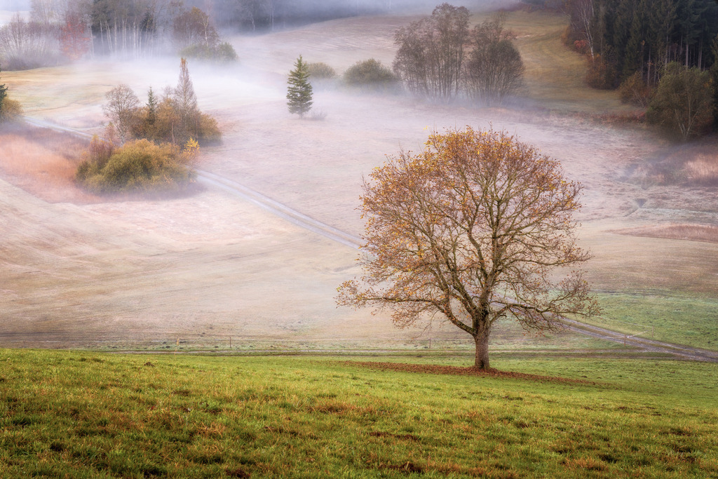 Letzte Blätter 2 | Einmal fest pusten und die letzten Blätter sind weg. - Realisiert mit Pictrs.com