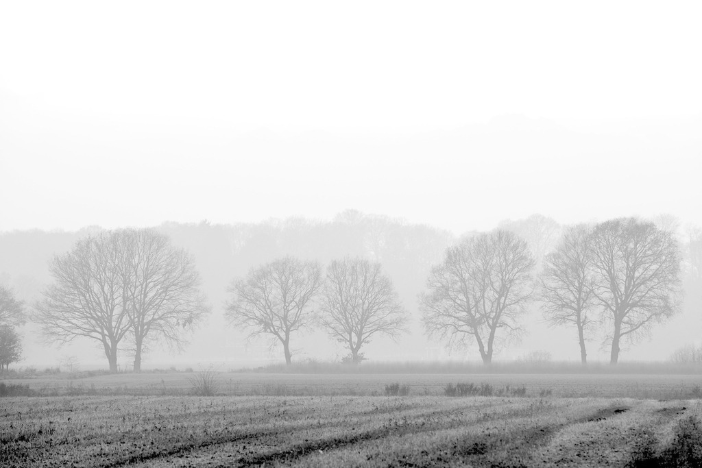 101126-003 | Europa, DEU, Deutschland, Nordrhein Westfalen, NRW, Rheinland, Niederrhein, Krefeld, Acker, Feld, Baeume, Dunst, Kategorien und Themen, Natur, Umwelt, Landschaft, Jahreszeiten, Stimmungen, Landschaftsfotografie, Landschaften, Landschaftsphoto, Landschaftsphotographie, Wetter, Wetterelemente, Wetterlage, Wetterkunde, Witterung, Witterungsbedingungen, Wettererscheinungen, Meteorologie, Wettervorhersage

[Fuer die Nutzung gelten die jeweils gueltigen Allgemeinen Liefer-und Geschaeftsbedingungen. Nutzung nur gegen Verwendungsmeldung und Nachweis. Download der AGB unter http://www.image-box.com oder werden auf Anfrage zugesendet. Freigabe ist vorher erforderlich. Jede Nutzung des Fotos ist honorarpflichtig gemaess derzeit gueltiger MFM Liste - Kontakt, Uwe Schmid-Fotografie, Duisburg, Tel. (+49).2065.677997, 
archiv@image-box.com, www.image-box.com] - Realisiert mit Pictrs.com