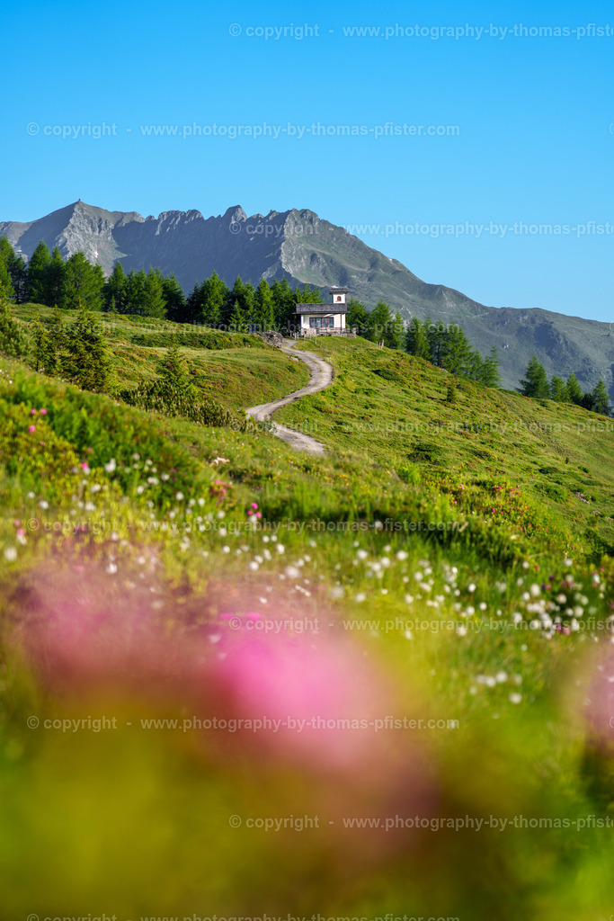 Almrosenblühte Zillertaler Höhenstrasse copyright  Thomas Pfister-11 | PHOTOGRAPHY BY THOMAS PFISTER
