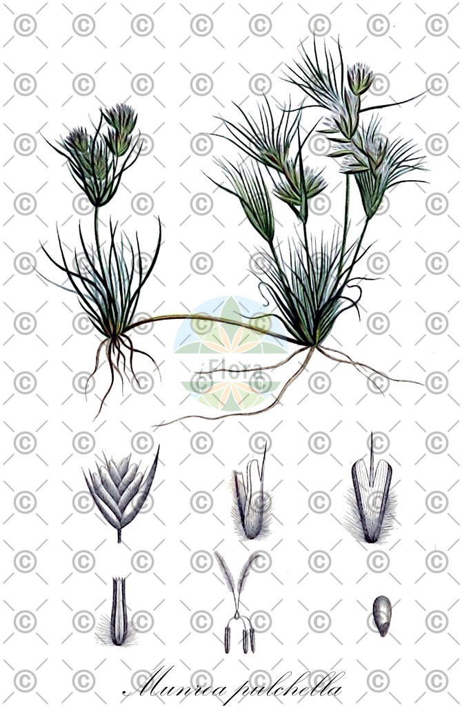 HistAbb_wfo-0000450002_1_ENZY_Simple | Historische Abbildung von Munroa pulchella - Poaceae | Historical Illustration of Munroa pulchella - Poaceae