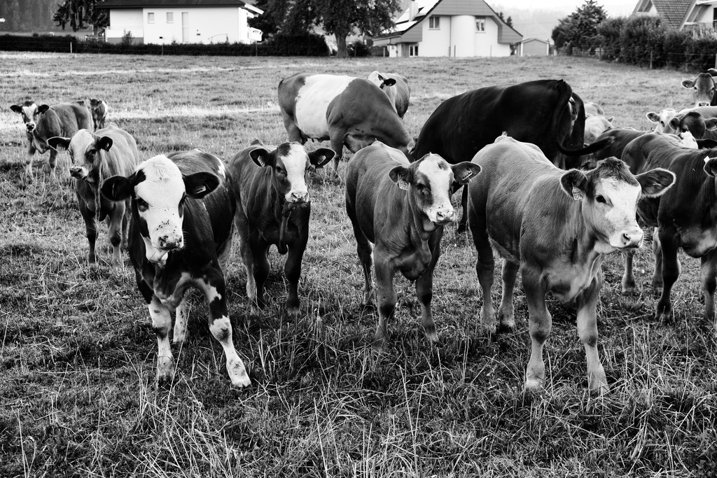 Tiere (20) | Tierfotografie / Haustierfotografie - Realisiert mit Pictrs.com