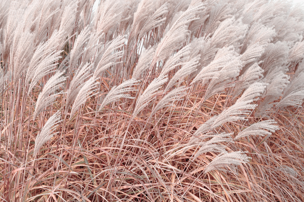 Wandbild: Maritime Gräser in Beige | Dieses Wandbild im Querformat zeigt maritime Gräser in Beige- und Sandtönen. Die dekorativen Gräser auf diesem Wandbild schaffen eine wohnliche Atmosphäre und bringen einen schönen warmen Farbton in Ihr Zuhause. Schaffen Sie sich ein maritimes Ambiente in Ihrem Wohnzimmer und kaufen Sie sich dieses stilvolle Wandbild. Es ist auf Leinwand, Aluminium-Platte, Acrylglas oder als Holzdruck erhältlich. Die Wandbilder werden individuell für Sie in vielen Abmessungen produziert. Daher passen die Ostseekult Wandbilder immer perfekt an Ihre Wände. - Realisiert mit Pictrs.com
