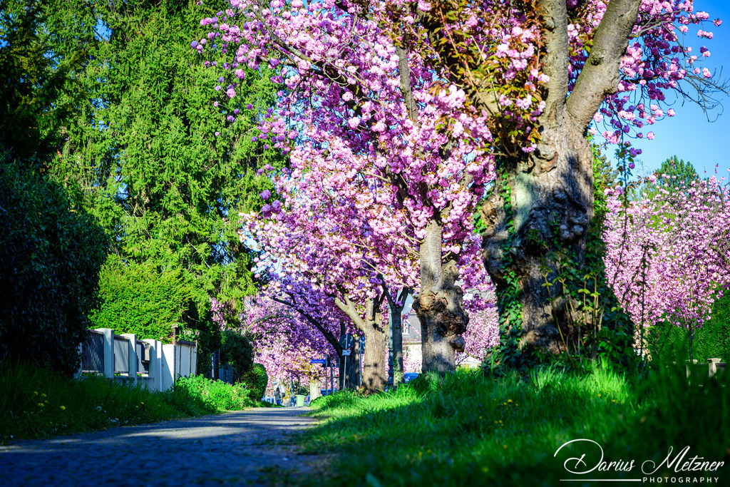 DSC_8688 | Fotografien, Fotos und Bilder aus Mainz, Frankfurt, Wiesbaden und anderen Orten auf der Welt - Fotografiert von Darius Metzner