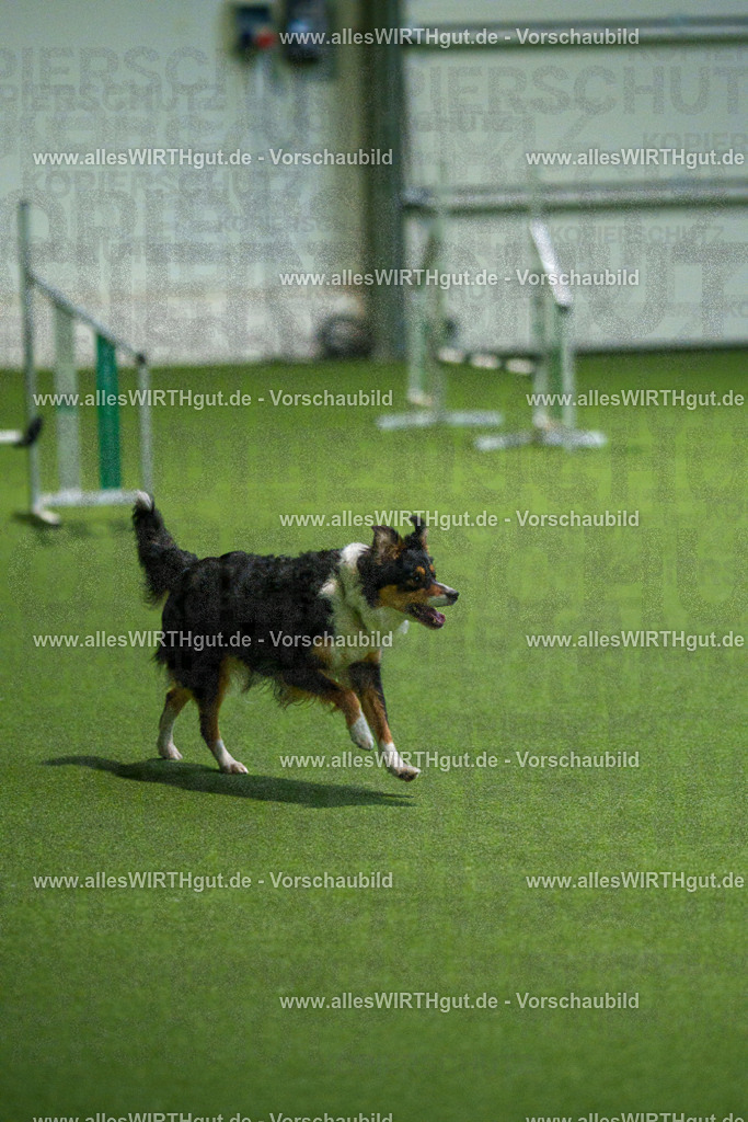 7R508215 | Professionelle Tierfotografie in Mönchengladbach von Daniel Wirth (allesWIRTHgut). Liebevolle & natürliche Bilder von Hunden & Katzen für unvergessliche Erinnerungen.