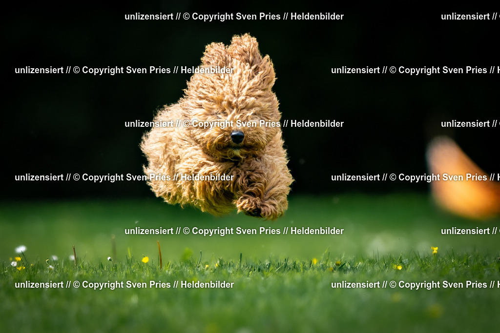 Sven Pries | 2026-05-14 - Hunderennen KA Durlach Vatertag 2026 - Realisiert mit Pictrs.com