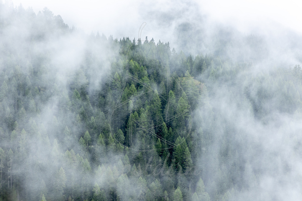 Nebelwald | Ihre Fotografin im Lungau, ihre Fotografin im Mostviertel, Wandbilder Onlineshop, Imagefotos für Ihr Unternehmen,  - Realisiert mit Pictrs.com
