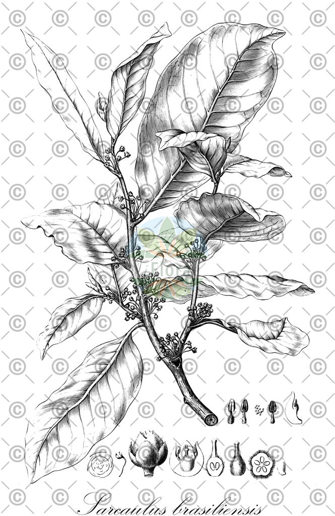 HistAbb_wfo-0000505864_1_ENZY_Simple | Historische Abbildung von Sarcaulus brasiliensis - Sapotaceae | Historical Illustration of Sarcaulus brasiliensis - Sapotaceae