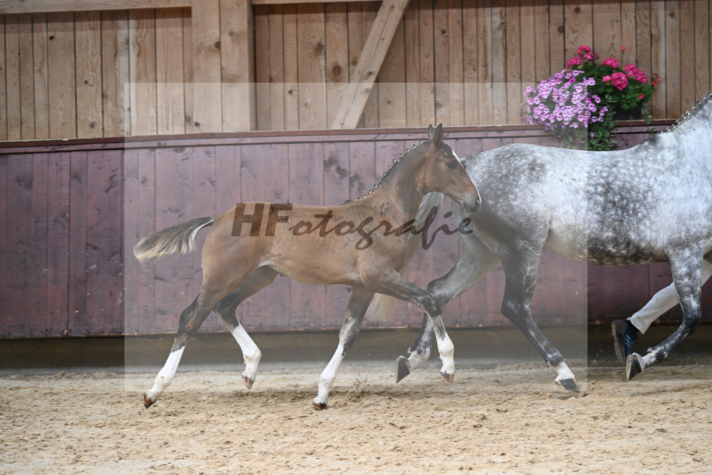 Kat-Nr. 8 HF Grey Top_Stoeckle_26230057 | hf-fotografie - Realizzato con Pictrs.com