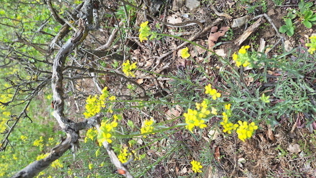 Barbarakraut(1) | Verkauf von Fotos und  Videoclips zumThema Natur.Motive sind Pflanzen, Tiere, Landschaftenund Wetter - Realisiert mit Pictrs.com