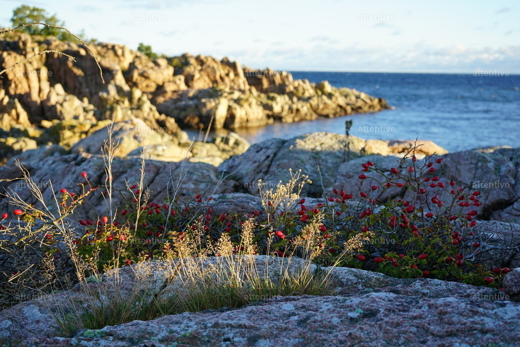 Licht | Dänemark, Bornholm - Realisiert mit Pictrs.com