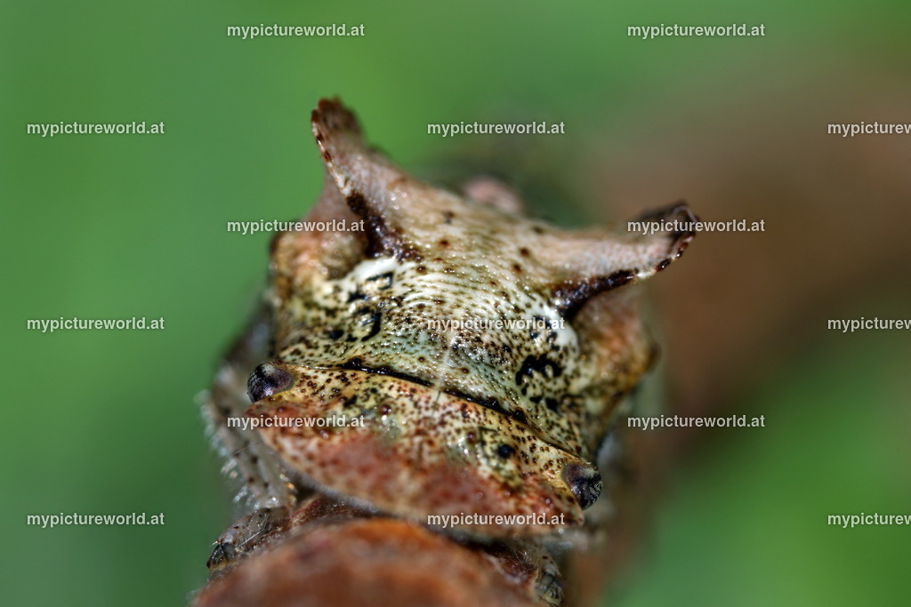 Ledra aurita-002 | Das Bilderarchiv über Tiere, Planzen und Landschaften. In der Bilddatenbank finden Sie ein große Auswahl an hochwertigen Bilder für Ihre Werbung - Realisiert mit Pictrs.com