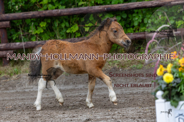 _MG_4393 | mandyhollmannphotographie