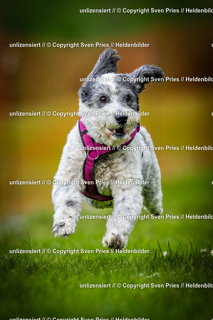 Sven Pries | 2025-04-13 - Hunderennen Baden-Baden - Realisiert mit Pictrs.com