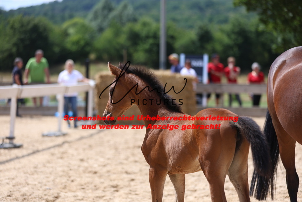 Fohlenschau_Schwäbisch_Hall_springbetonte_Fohlen_KN 40_10 | lmwpictures - Realisiert mit Pictrs.com