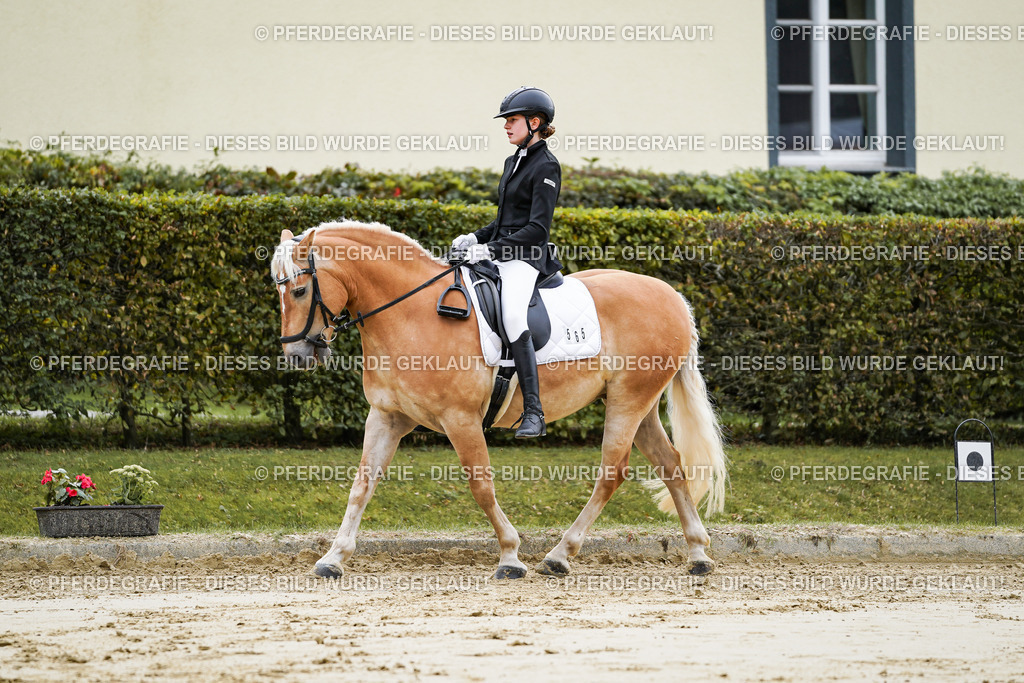 DSC04647 | Pferdegrafie