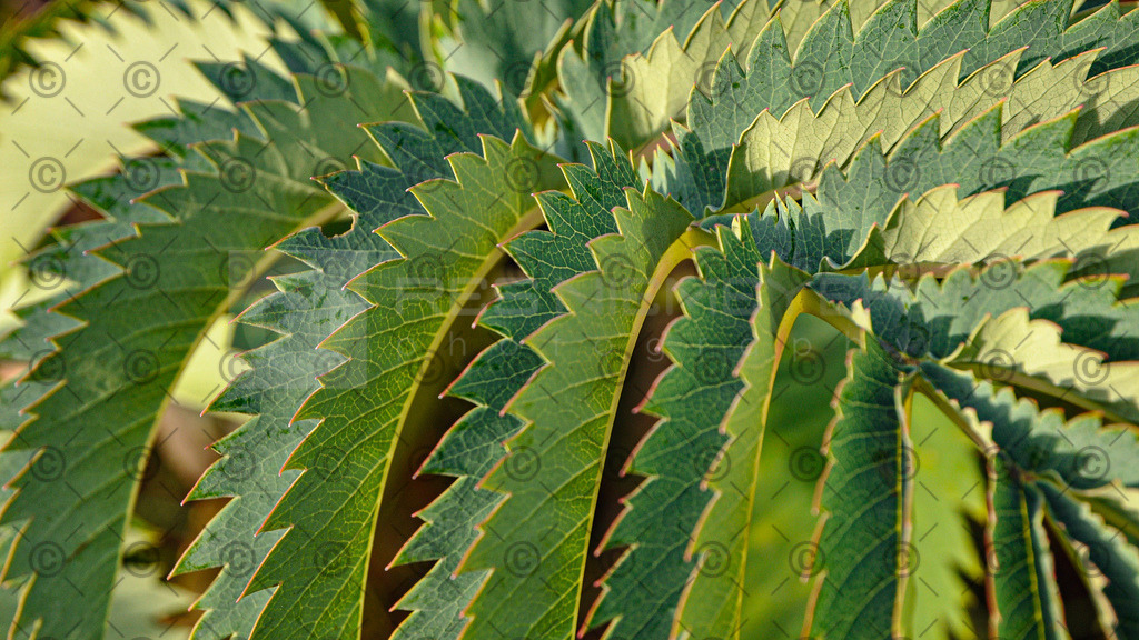 DSC_2050 | Res Niemeyer Photography - Realisiert mit Pictrs.com