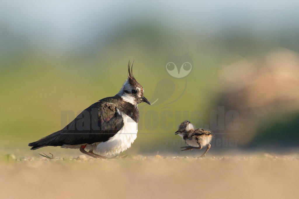 R6M39181_20260522 | Dieses Bild zeigt einen erwachsenen Kiebitz (Vanellus vanellus) mit seinem Küken auf sandigem Untergrund. Der Kiebitz, erkennbar an seinem markanten Federbusch und dem metallisch glänzenden Gefieder, blickt auf sein kleines, flauschiges Küken, das mit schnellen Schritten auf ihn zuläuft. Kiebitze sind Watvögel, die in offenen Landschaften wie Feuchtwiesen und Äckern brüten. Ihre Küken sind Nestflüchter und können kurz nach dem Schlüpfen selbstständig Nahrung suchen. Dieses Verhalten des Zusammenkommens unterstreicht die Fürsorge der Elterntiere für ihren Nachwuchs. - Realisiert mit Pictrs.com