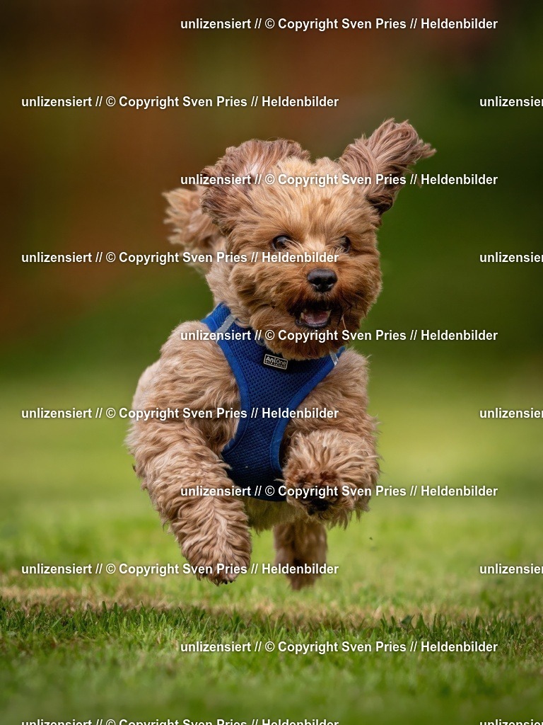 Sven Pries | 2024-09-22 - Hunderennen Baden-BadenPudelverein - Realisiert mit Pictrs.com