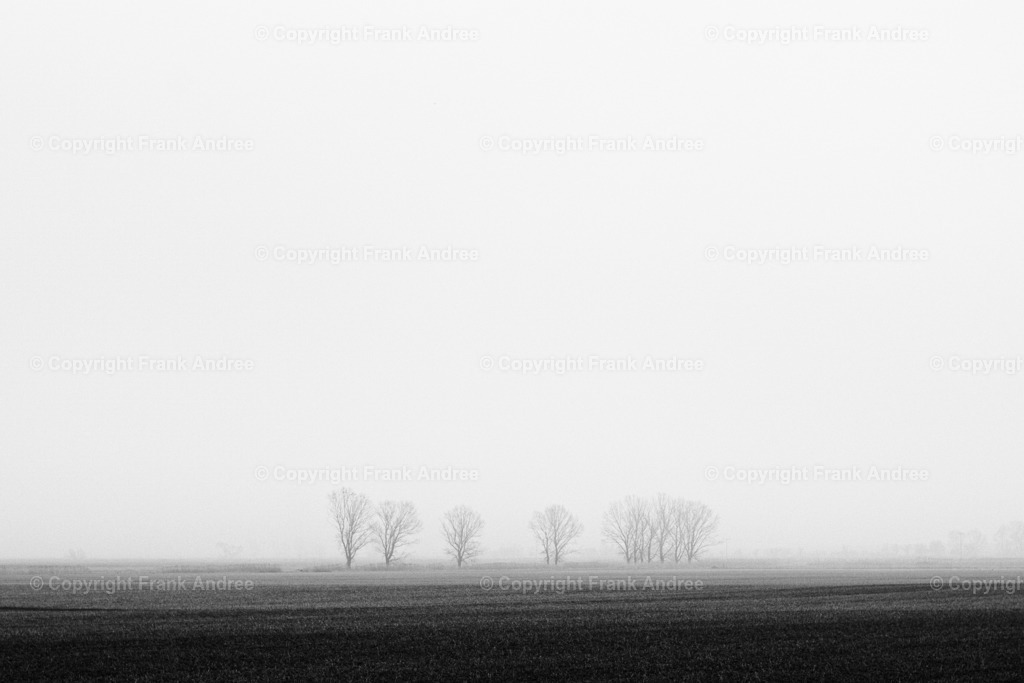 Baumgruppe im Nebel | Blick auf eine Baumgruppe an einem nebligen Tag. Landschaftsfotografie in schwarz weiß. - Realisiert mit Pictrs.com