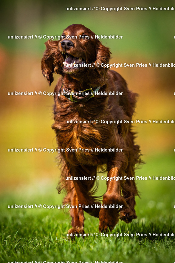 Sven Pries | 2025-04-13 - Hunderennen Baden-Baden - Realisiert mit Pictrs.com