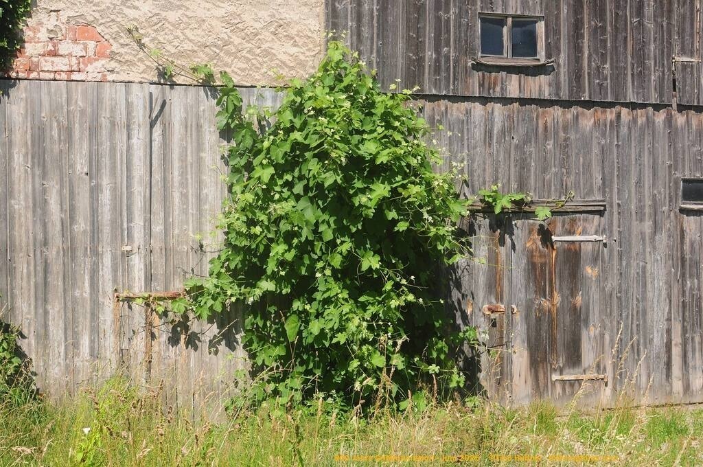 Geißmannsdorf-2026-Ortsbilder-666 | Geißmannsdorf bei Bischofswerda im Sommer 2026. Ein fotografischer Streifzug durch das Dorf Geißmannsdorf, mit Gebäuden, Straßen, Strohpuppen und geschmückten Vorgärten und Grundstücken anlässlich der 800-Jahr-Feier von Geißmannsdorf im Juni 2026 - Realisiert mit Pictrs.com