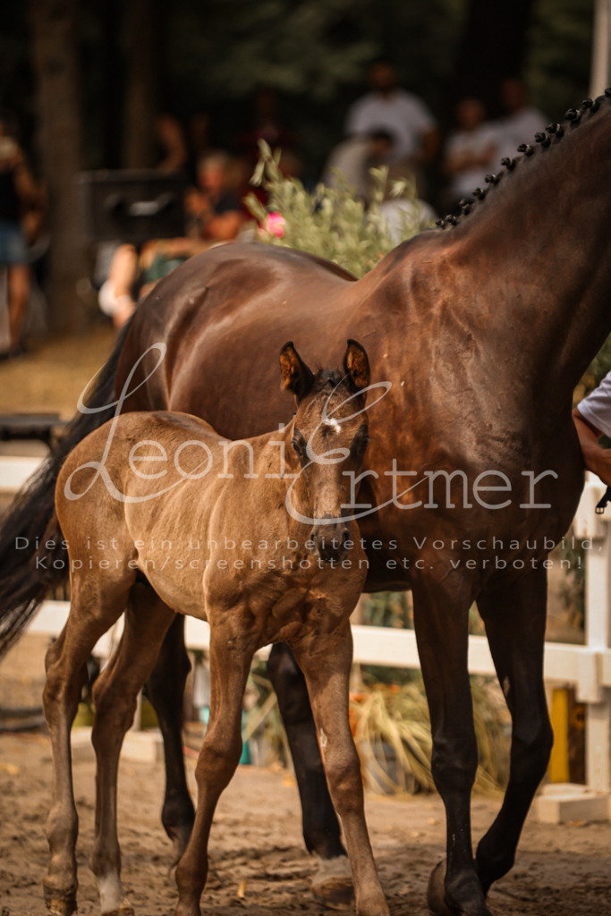 SaPA00053 | Leoni Ertmer Photography - Realisiert mit Pictrs.com