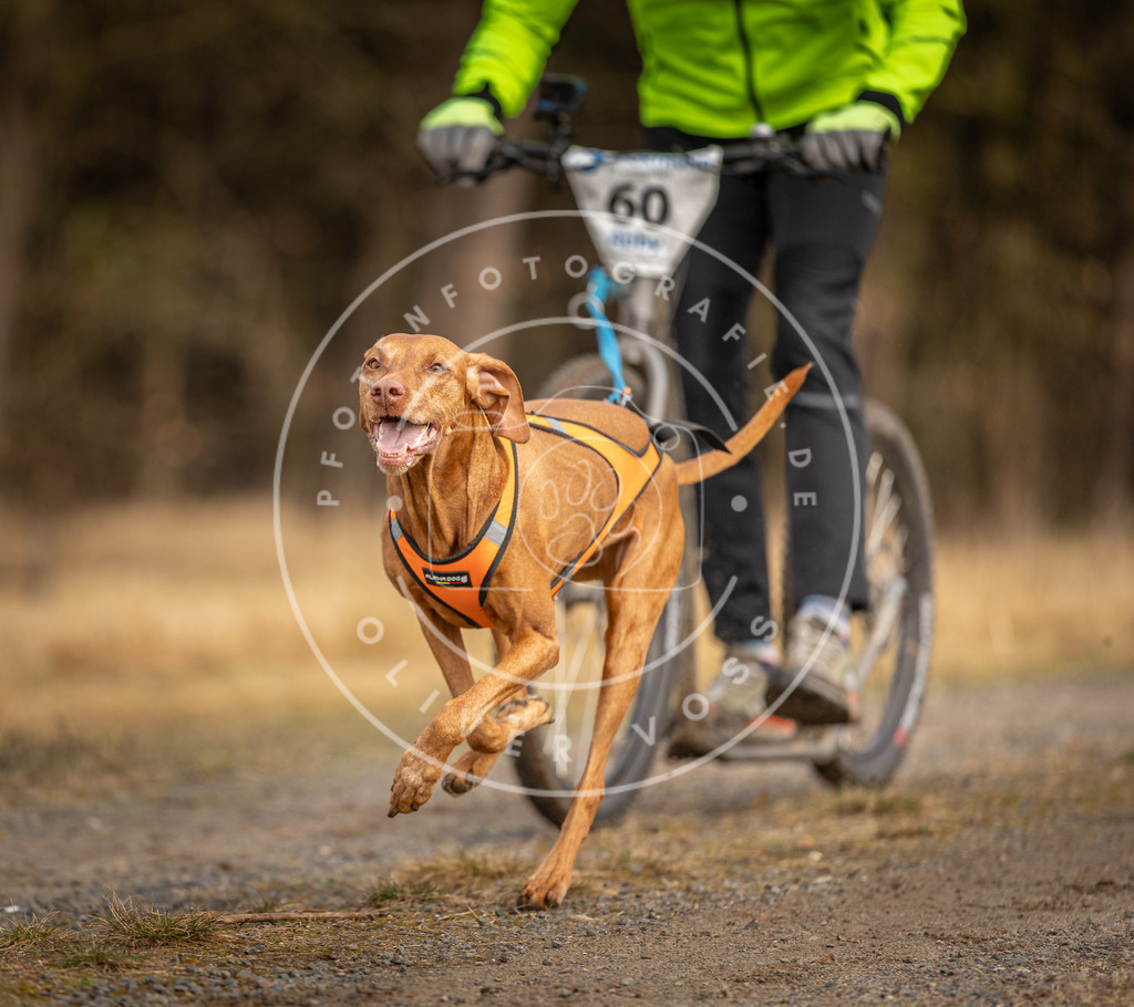 DV3A3529 | Hundefotografie, Tierfotograf, Pfotenfotografie, Fotoshooting Hund, Hunde Portrait, Hundesport, Hundeportraits, Heideshooting, Hunde, Sportfotograf, Hundefotograf, Turnierhundsport, THS,  - Realisiert mit Pictrs.com
