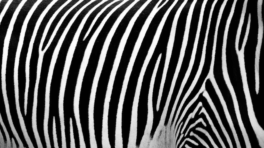Die Zebrahaut | Ich bin ein Fotograf aus Berlin und fotografiere aus Spaß an der Freude :) Meinen Motiven setze ich keine thematischen Grenzen. Somit bin ich beispielsweise in der Tierfotografie, Landschaftsfotografie, Sportfotografie sowie Streetphotography anzutreffen.