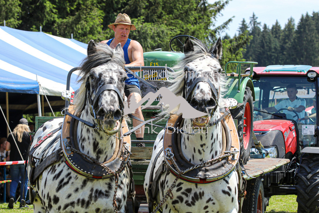 OE7A4598 | Beim Zugpferdetreffen in Poschedtsried galt es verschiedene Wettbewerbe zu meistern, Einzelrennen im Reiten, Traktorpulling und auch ein Hunderennen wurde veranstaltet
