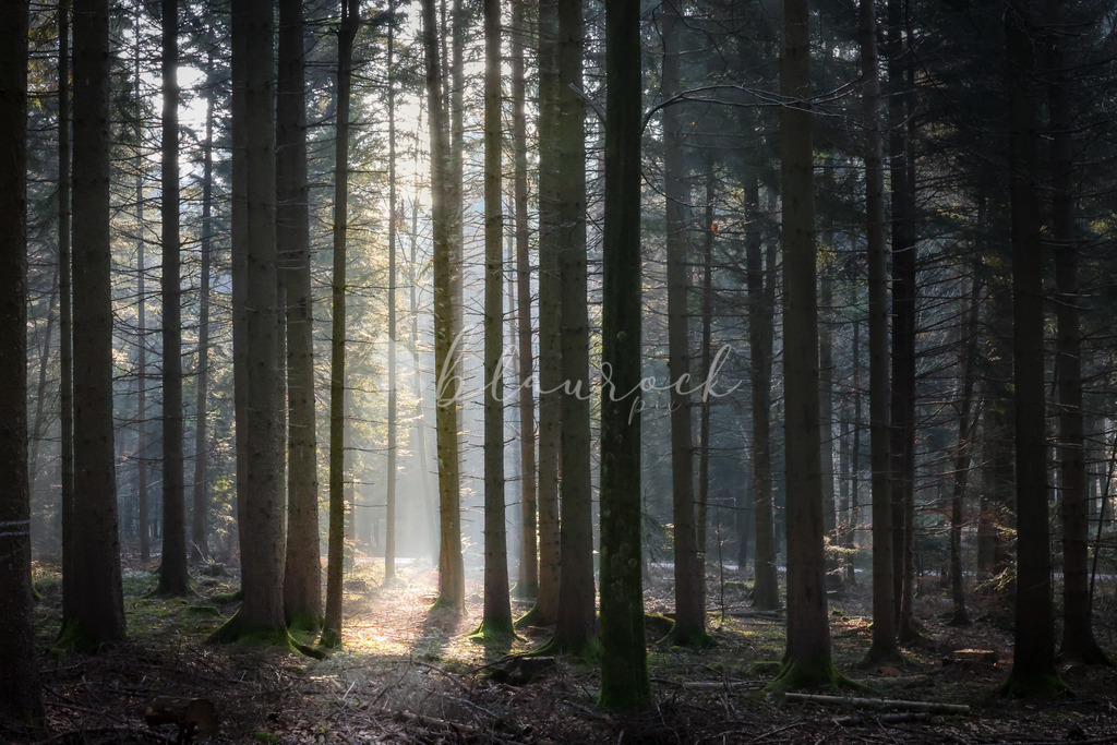 2J4A7171 | Sportbilder, Sportfotograf, Hochzeits- und Eventfotografin, Flugshows, Portraits und Tiershooting, Aviation, Downhill, Nationalleague, Swissleague, International