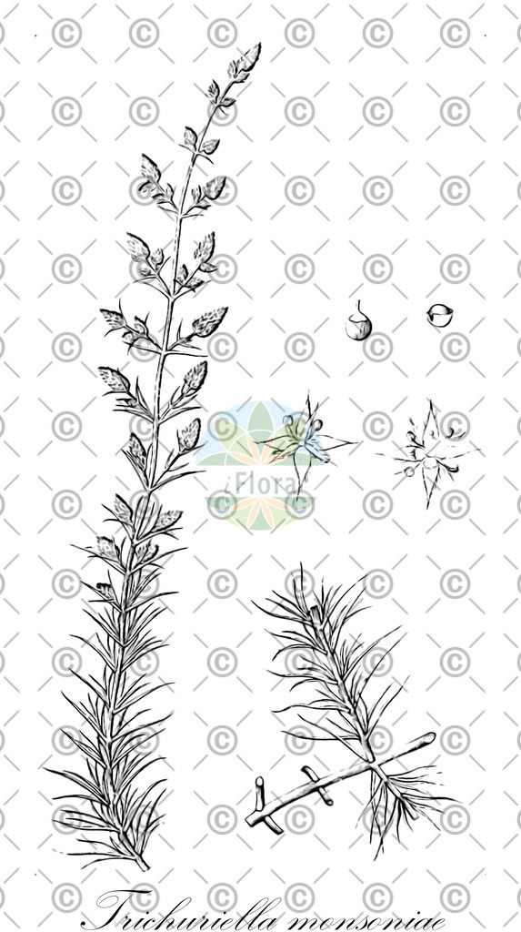 HistAbb_wfo-0000750410_1_ENZY_Simple | Historische Abbildung von Trichuriella monsoniae - Amaranthaceae | Historical Illustration of Trichuriella monsoniae - Amaranthaceae