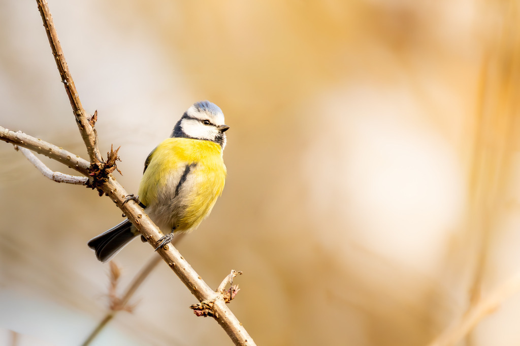 Die Blaumeise | Die Blaumeise ist ein kleiner, aber auffälliger Singvogel aus der Familie der Meisen. Sie zählt zu den häufigsten und beliebtesten Gartenvögeln in Europa und ist bekannt für ihre geringe Scheu gegenüber dem Menschen. Mit ihrem lebhaften Wesen und ihrer erstaunlichen Geschicklichkeit, besonders bei der Nahrungssuche, bereichert sie Parks, Wälder und Gärten gleichermaßen. Ihre Anpassungsfähigkeit an verschiedene Lebensräume und ihre ganzjährige Anwesenheit machen sie zu einem vertrauten Anblick, vor allem an winterlichen Futterstellen. - Realisiert mit Pictrs.com