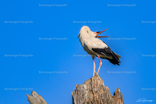 R62_5086_LGO | Berwanger Fotografie | Verschönern Sie Ihr Zuhause mit Natur-, Tier,- oder Stadtmotiven. Auf Leinwand, als Foto und vielen mehr! - Realisiert mit Pictrs.com