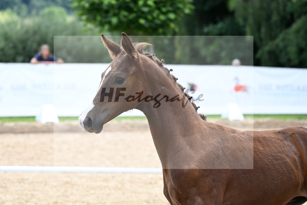 Kat-Nr. 37 Va Bene x Sancisco_HF_Saracino_29251065 | hf-fotografie - Realizzato con Pictrs.com